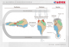RSV疫苗百亿美金市场大战：分野在2023_期货开户